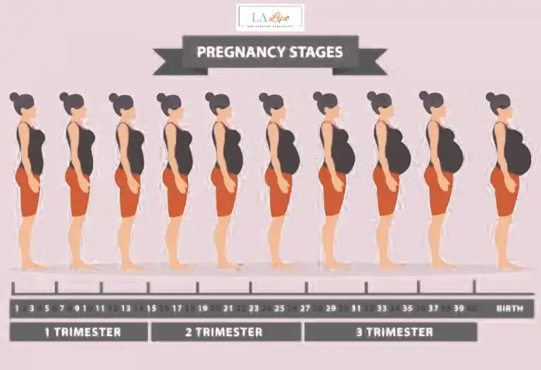 First Trimester (Weeks 1–12): Early Changes You Might Not Notice King's Cross